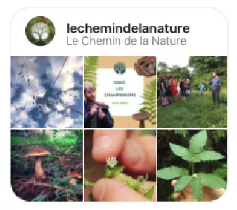 Instagram le chemin de la nature